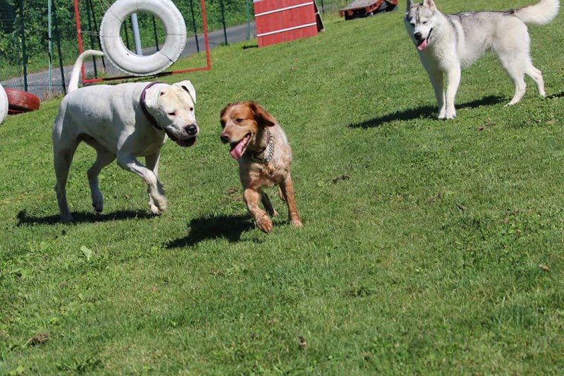 Plaisir canin Education canine - photo 3