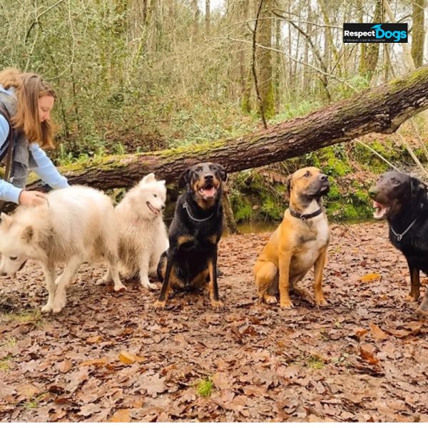 Éducateur canin RespectDogs Angoulême - photo 2