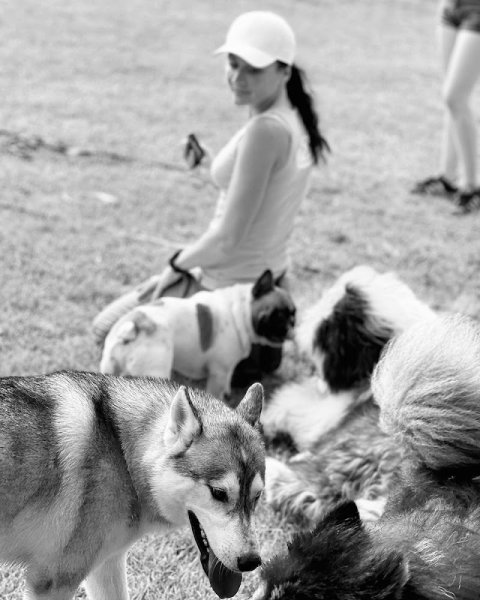 Dog'Spirit Education canine Angoulême - photo 3