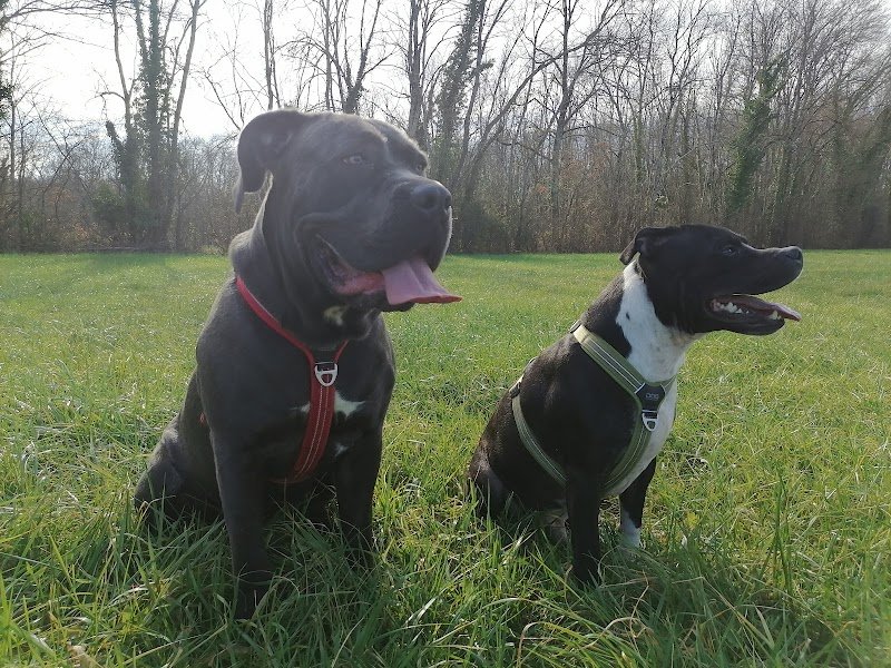 Canizone - educateur comportementaliste canin - photo 1