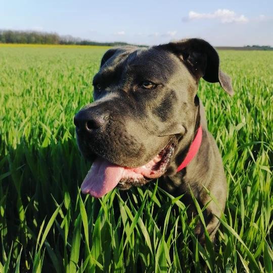 Canizone - educateur comportementaliste canin - photo 3