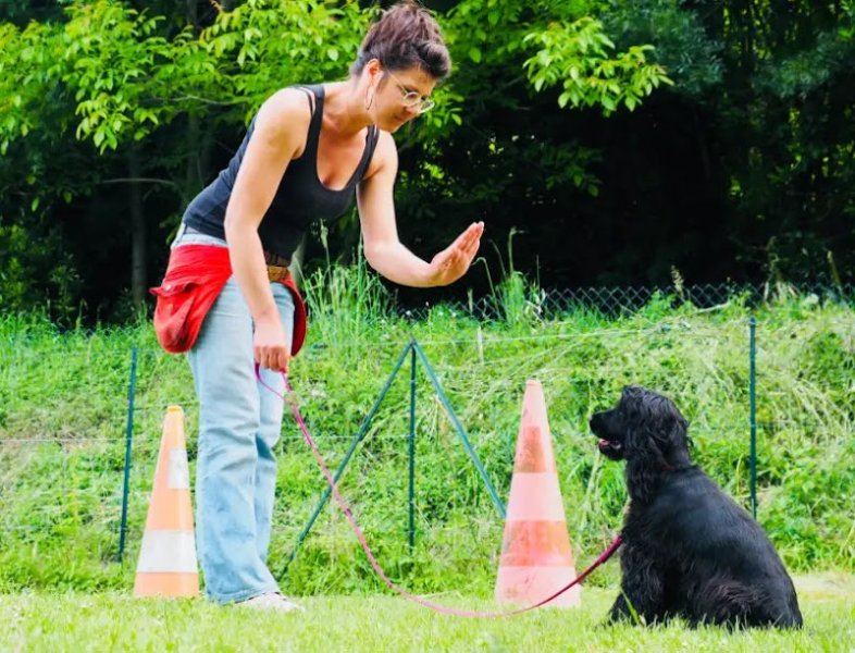 Wonder Dog - photo 1