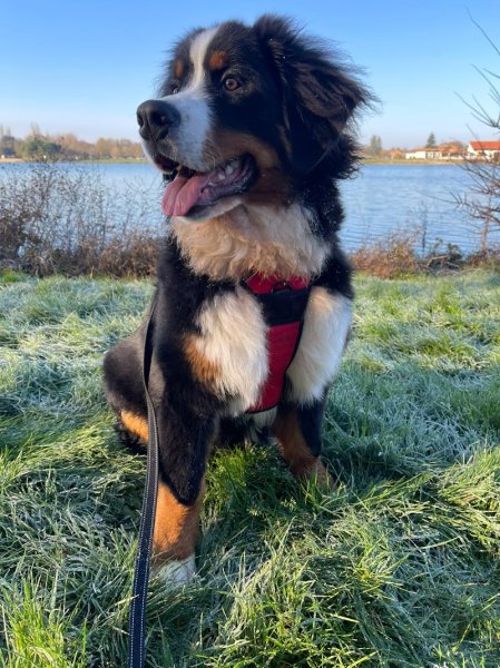 Wonder Dog - photo 3