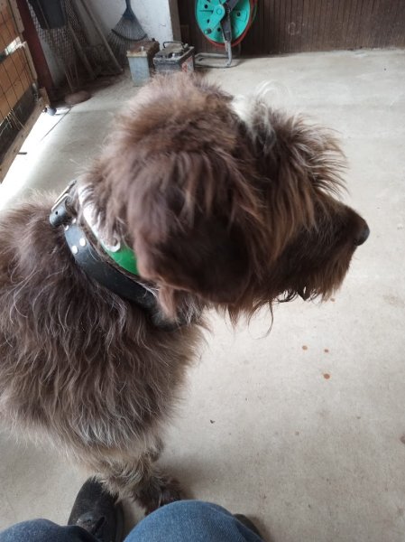 Canin Malin - Educateur comportementaliste canin - photo 2