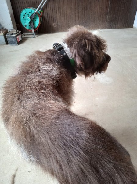 Canin Malin - Educateur comportementaliste canin - photo 3