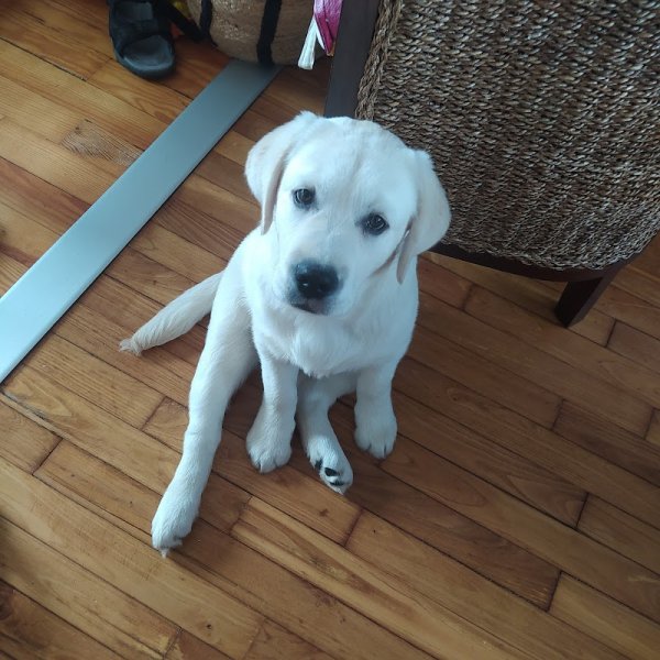 Élevage canin du Moulin Sault - photo 1