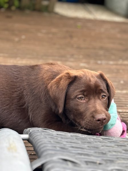 Élevage canin du Moulin Sault - photo 2