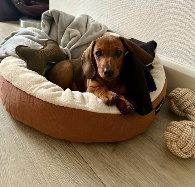 Élevage canin du Moulin Sault - photo 3