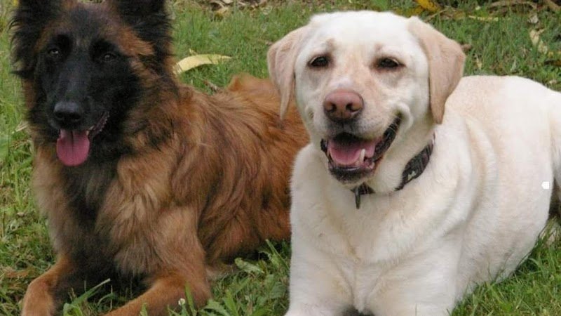 ANIRELAX COACH ANIMALIER - Educateur Canin - Indre-et-Loire et Loir-et-Cher