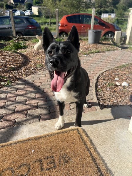 ÉDUC'ANJOU - Éducateur Comportementaliste canin à domicile (49) - photo 2