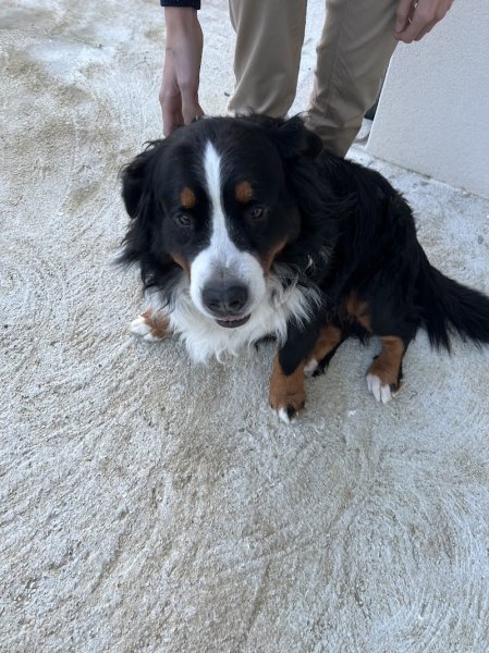 ÉDUC'ANJOU - Éducateur Comportementaliste canin à domicile (49) - photo 3