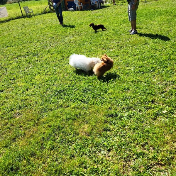 Éducateur canin - Autour de mon chien - photo 2