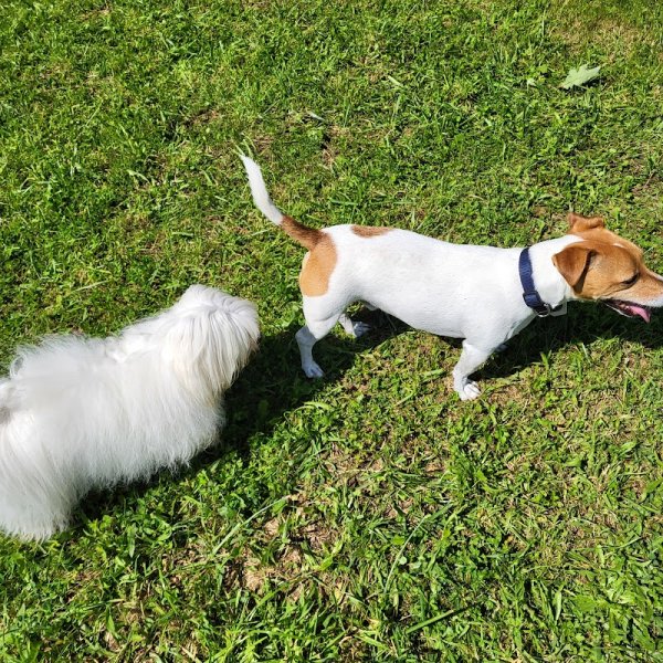 Éducateur canin - Autour de mon chien - photo 3