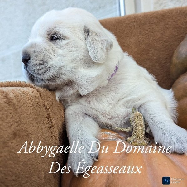 Élevage canin du Domaine Des Égeasseaux (BullKennel)