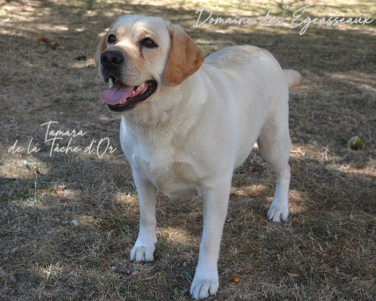 Élevage canin du Domaine Des Égeasseaux (BullKennel) - photo 2