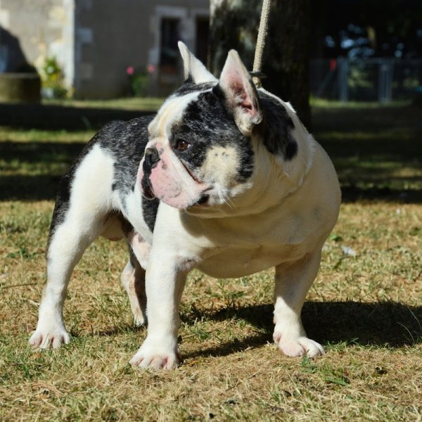 Élevage canin du Domaine Des Égeasseaux (BullKennel) - photo 3