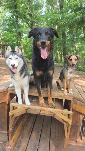 Madranges Julien éducateur comportementaliste canin - photo 2