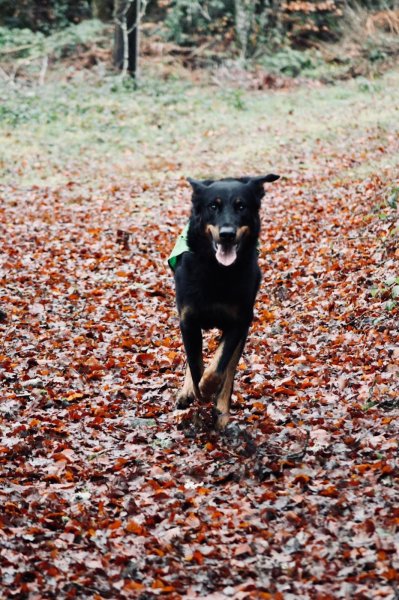 Madranges Julien éducateur comportementaliste canin - photo 3