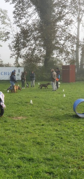 Club Canin du Sud de l'Aisne - photo 2