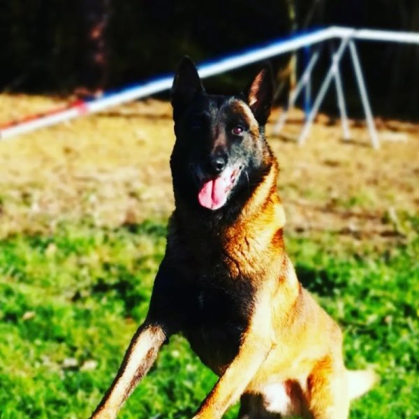 M T DOGS - ranch canin - photo 1