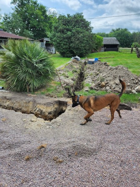 Corsicanin - photo 1