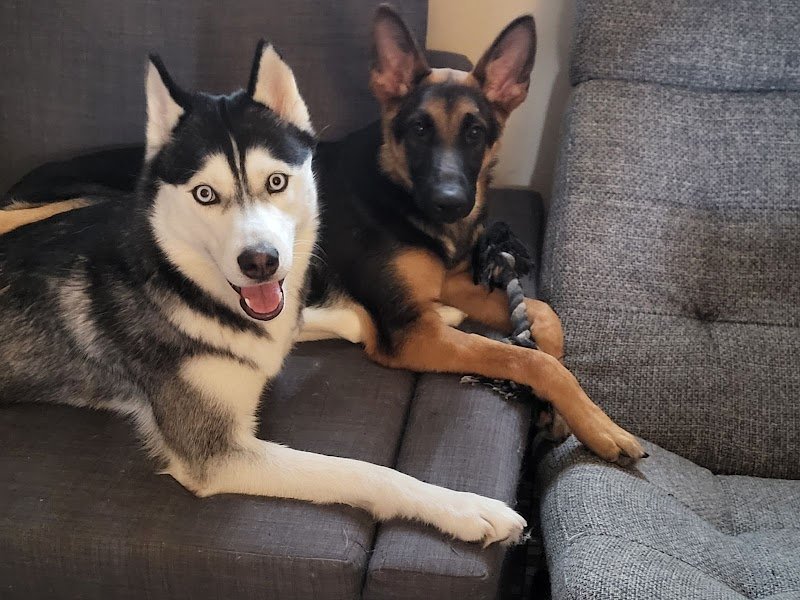 Corsicanin - photo 2