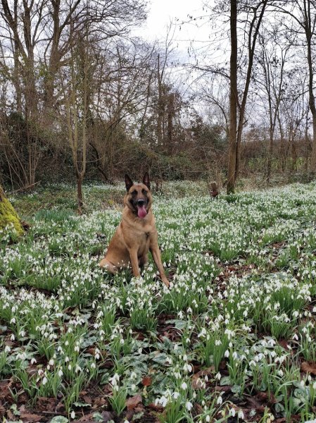 Corsicanin - photo 3