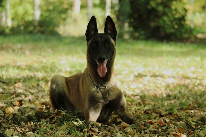 Passion Chien - photo 3