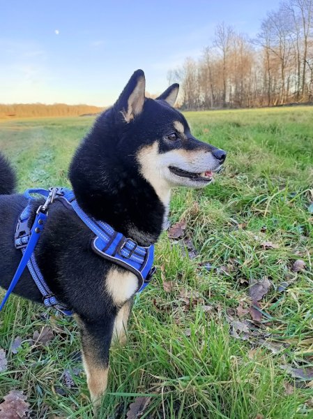 Ani'Dream - Comportementaliste animalier / Éducatrice canin / Pet sitter