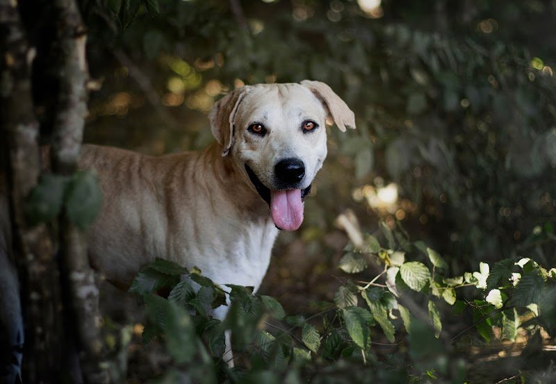 Ani'Dream - Comportementaliste animalier / Éducatrice canin / Pet sitter - photo 2