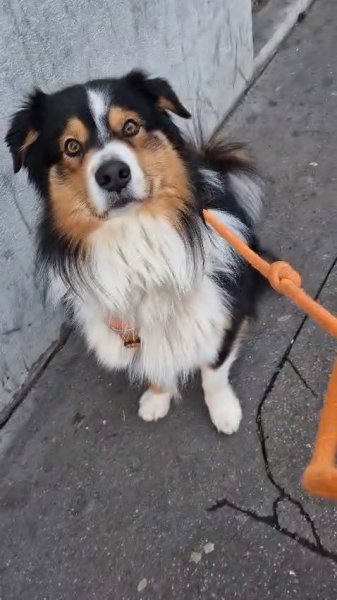 Ani'Dream - Comportementaliste animalier / Éducatrice canin / Pet sitter - photo 3