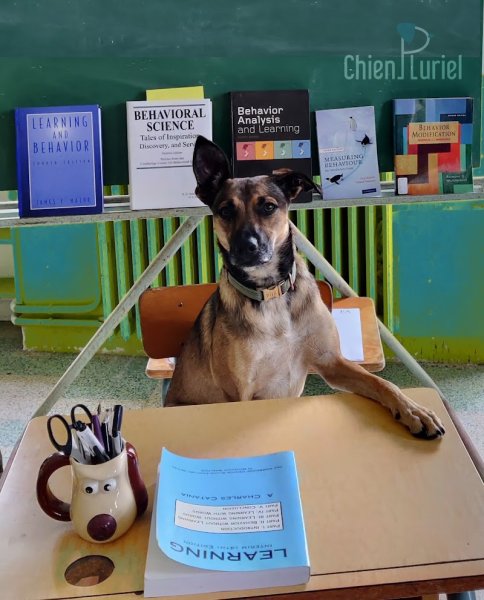 Chien Pluriel Spécialiste du Comportement Animal