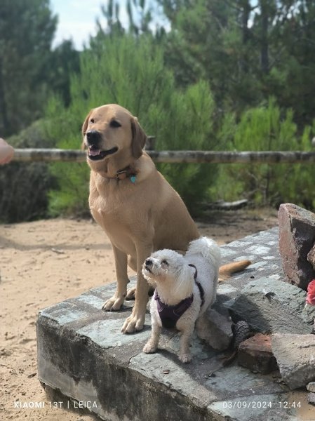 Amimaux - Education Canins & Félins et Balades