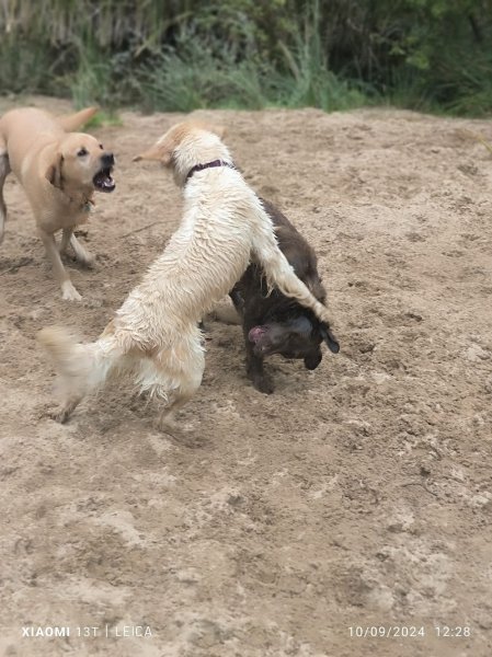 Amimaux - Education Canins & Félins et Balades - photo 2