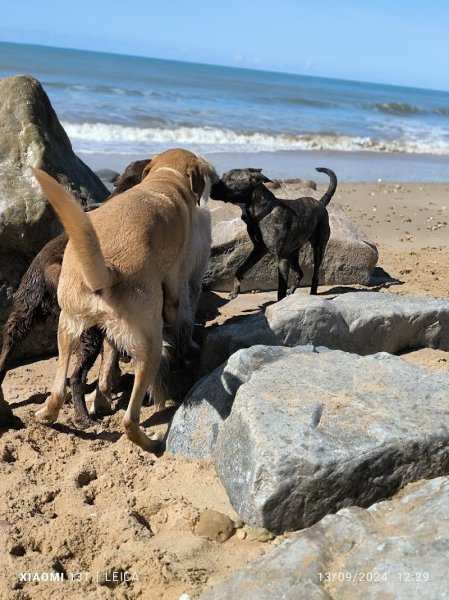 Amimaux - Education Canins & Félins et Balades - photo 3