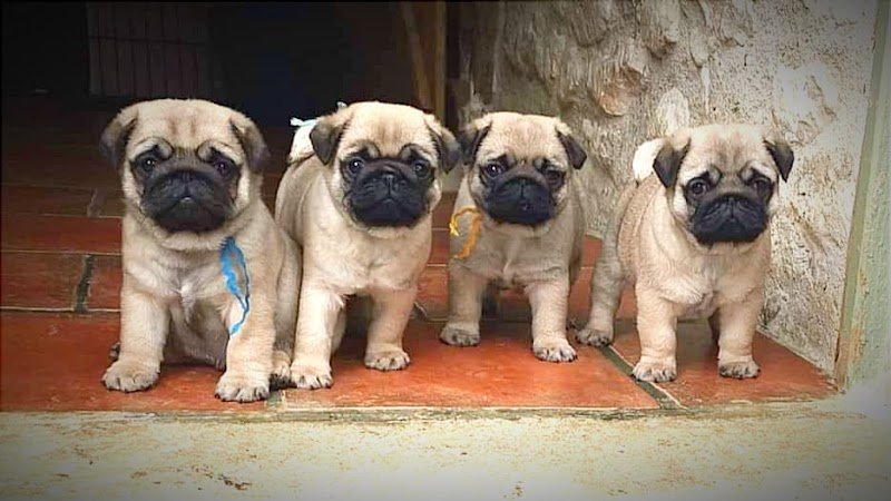 Berrybears Éleveur de carlins et bouledogues français - photo 1