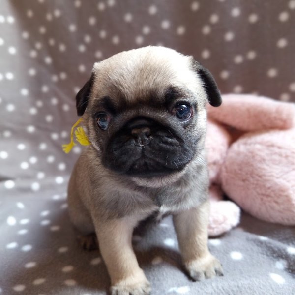 Berrybears Éleveur de carlins et bouledogues français - photo 2