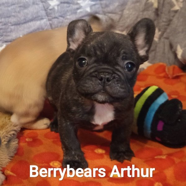 Berrybears Éleveur de carlins et bouledogues français - photo 3