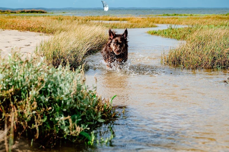 Original Dawgz - Éducation et comportement canin - photo 2