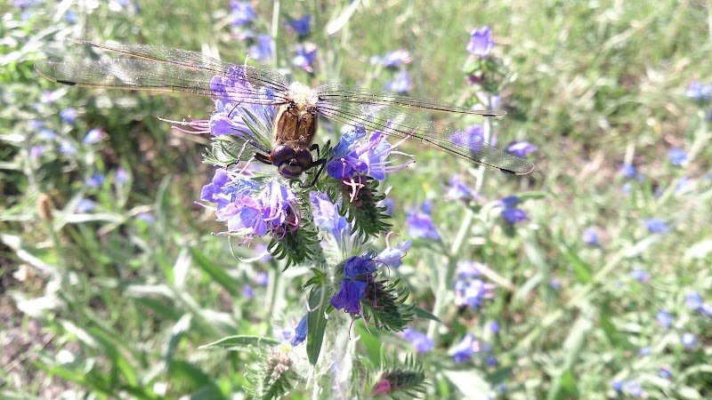 Tactichien - photo 1