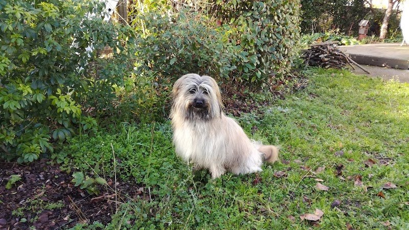 Tactichien - photo 2