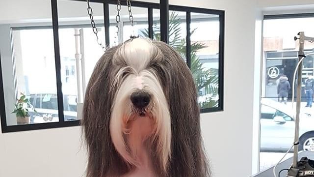 Les Aristochiens - photo 1