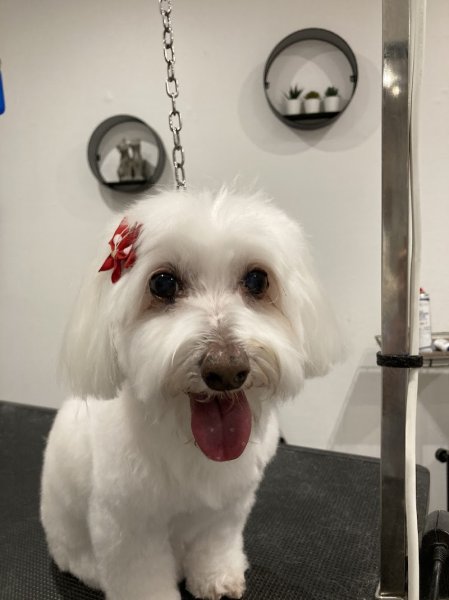 Les Aristochiens - photo 2