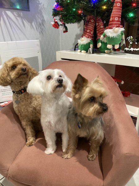 Les Aristochiens - photo 3