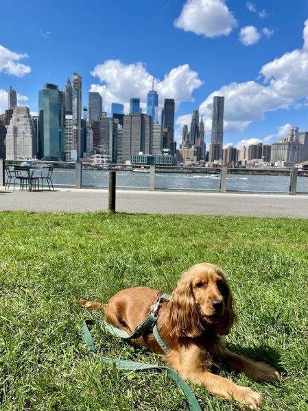 Clarisse Durand-Henriot - Comportementaliste canin spécialisée en anxiété de séparation