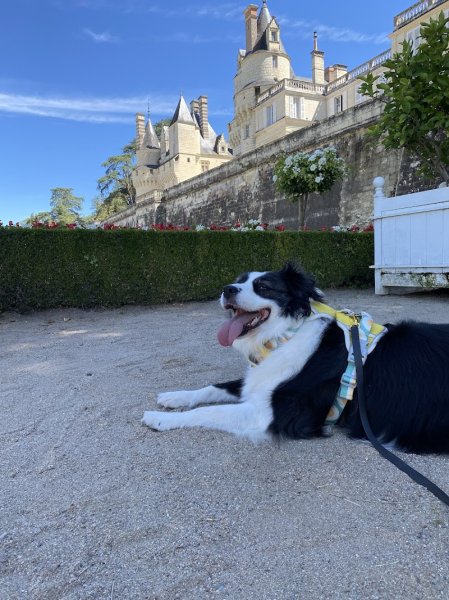 Clarisse Durand-Henriot - Comportementaliste canin spécialisée en anxiété de séparation - photo 2