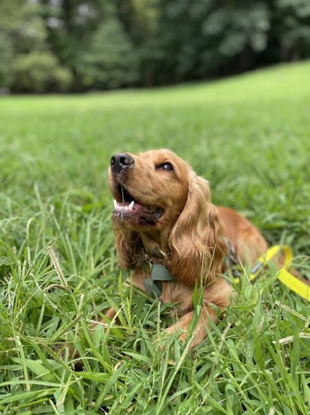 Clarisse Durand-Henriot - Comportementaliste canin spécialisée en anxiété de séparation - photo 3