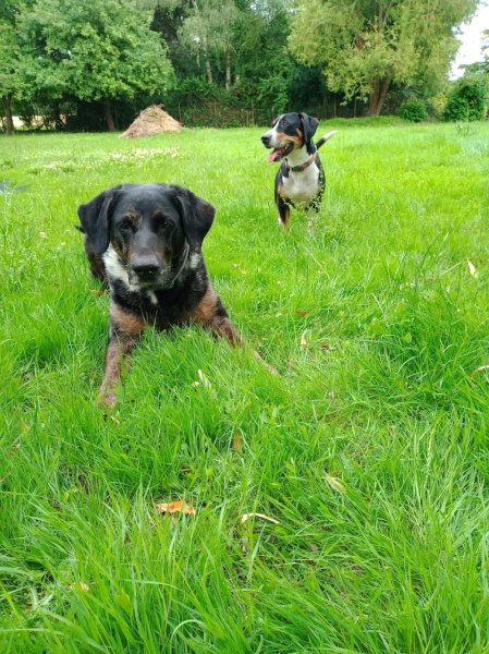 Dog'teur Whoouf - photo 2