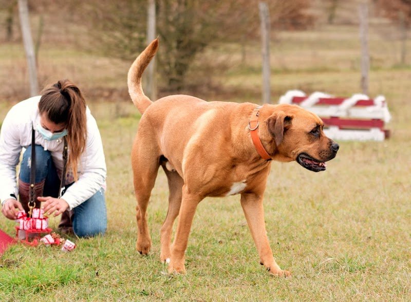 Violaine - Pension et éducation canine - photo 1
