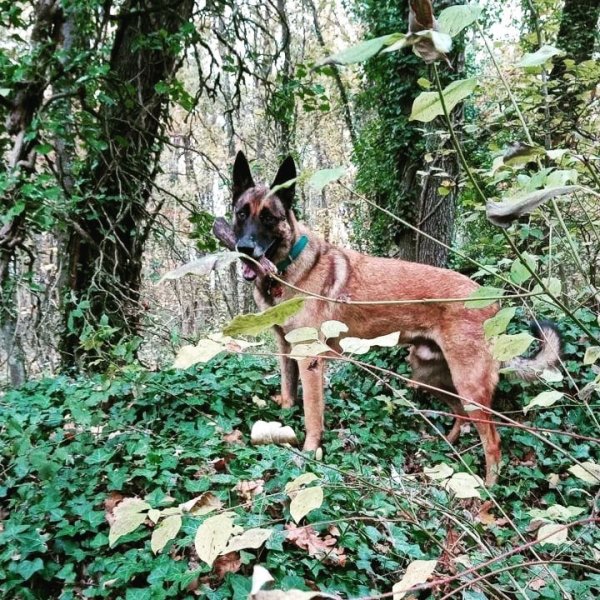 Violaine - Pension et éducation canine - photo 2
